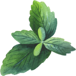 Watercolor mint leaf